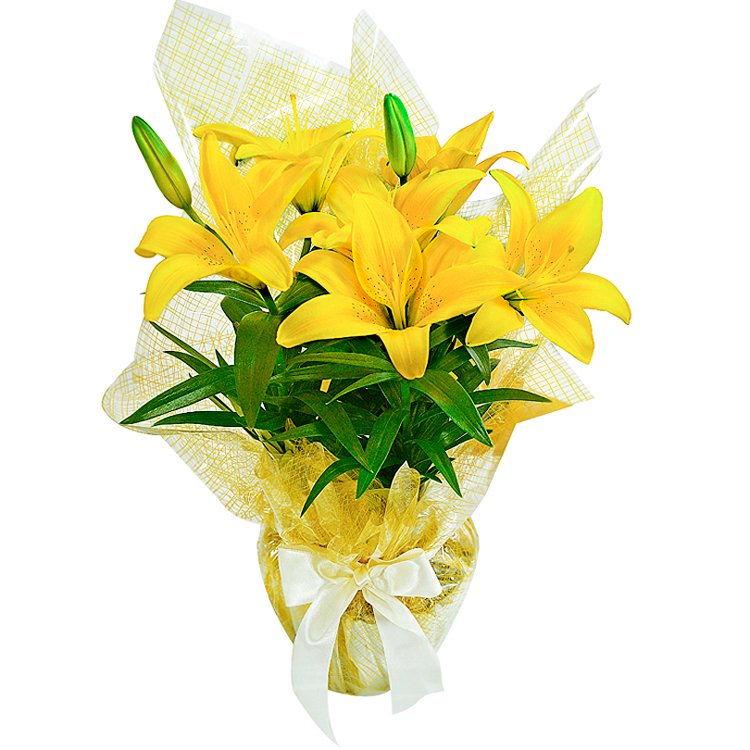 Luz de Verão - Buquê de Lírios Amarelos Naturais